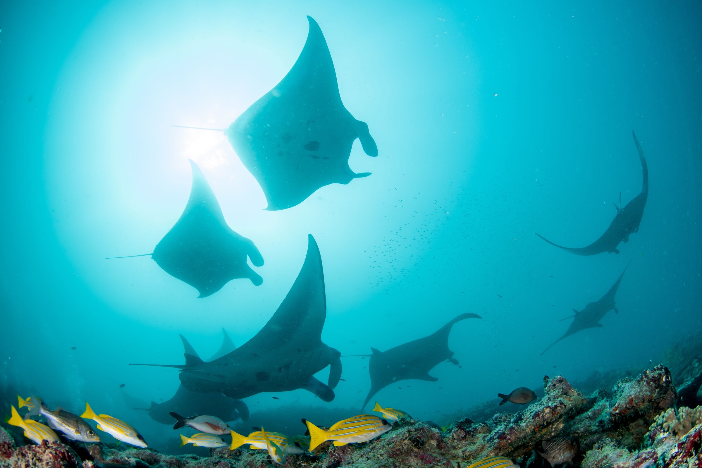 Mantas gigantes nadando sobre un arrecife en Maldivas